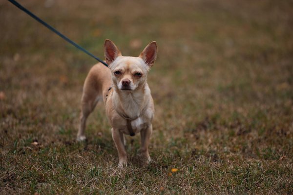 Jouet pour chat : boutique de jouets pour le bien-être de votre chat