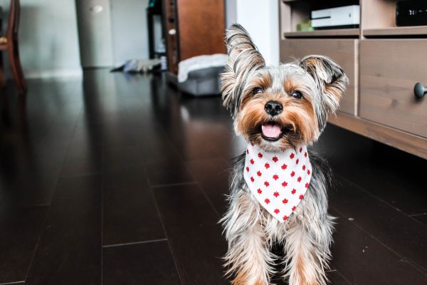 5 astuces créatives pour réaliser un bandana de chien