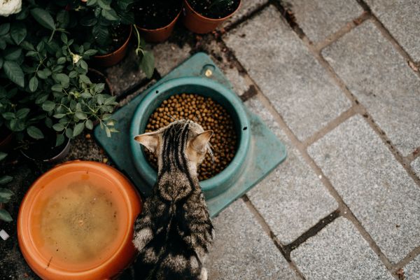 Alimentation pour chat : choisir la meilleure marque adaptée