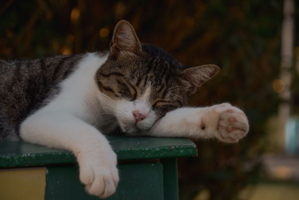 Crémation chat : guide complet des démarches et tarifs