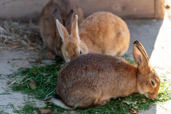 Foin pour lapins : guide complet pour un choix idéal