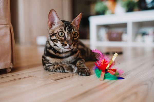 Jouet pour chat : boutique de jouets pour le bien-être de votre chat
