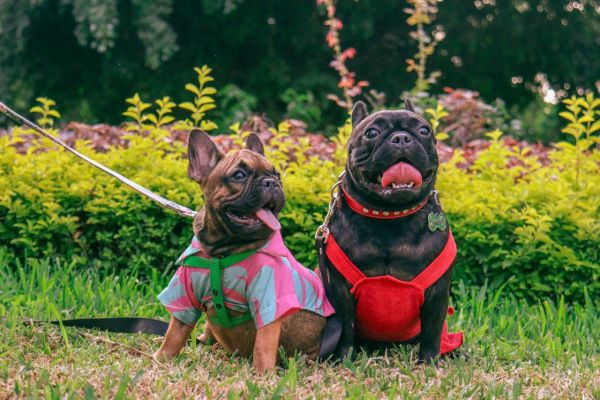 Les essentiels à connaître sur le bouledogue français